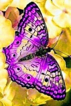 a purple butterfly sitting on top of white flowers