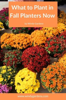 colorful flowers with the words what to plant in fall plants now