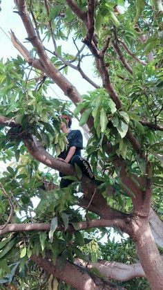 a man sitting on top of a tree branch