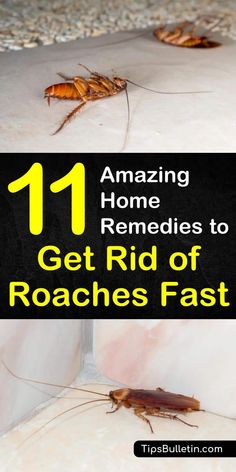 Get Rid Of Roaches Fast, Home Remedies For Roaches, Roach Infestation, Kill Roaches, Household Pests, Diy Pest Control, Diy Remedies, Diatomaceous Earth, Amazing Home