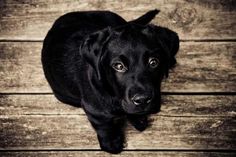 a black dog standing on top of a wooden floor