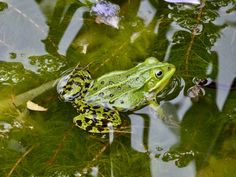 a green frog sitting on top of a leaf in the water next to leaves and flowers