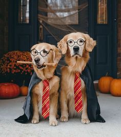 two dogs dressed up as harry potters