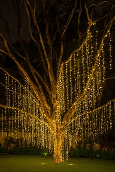 a large tree with lights hanging from it's branches