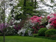 the trees are blooming all over the yard