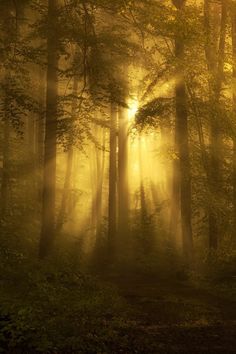 the sun is shining through the foggy forest