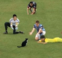 three men are playing soccer on the field with a cat and another man is laying down