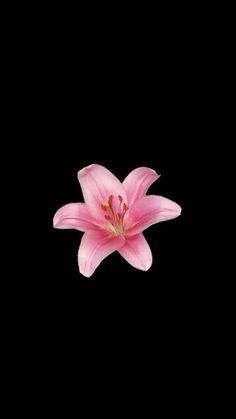 a single pink flower on a black background