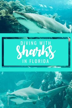 sharks swimming in the ocean with text overlay saying diving with sharks in florida