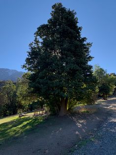 a large tree sitting on the side of a dirt road