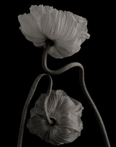 black and white photograph of two flowers with stems in the foreground, against a dark background