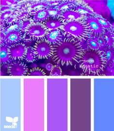 purple and blue color scheme with different colors