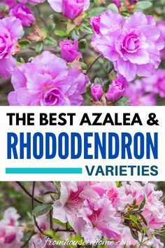 the best azalea and rhododendron varieties