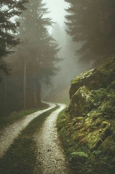 a path in the middle of a forest with trees and moss growing on both sides