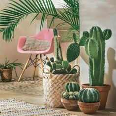 several different types of cactus in pots on the floor