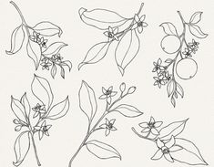 four different types of leaves and flowers on a white background