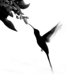 a black and white photo of a hummingbird feeding from a tree branch with flowers