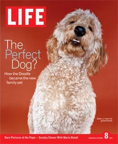 the front cover of life magazine features a dog