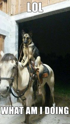 a dog riding on the back of a white horse in front of a building that says lol what am i doing