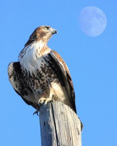 a hawk perched on top of a telephone pole with the moon in the background at night