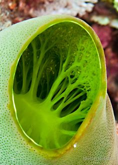 the inside of a green plant with water droplets on it's petals and leaves