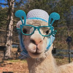 an alpaca wearing glasses and a hat