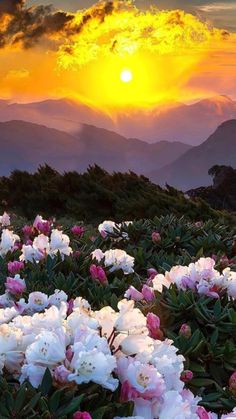 white and pink flowers in the foreground, with mountains in the background at sunset