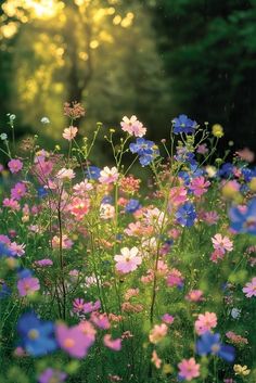 wildflowers and daisies are in the foreground as the sun shines through the trees