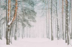 a snow covered forest filled with lots of trees and tall pine trees in the distance