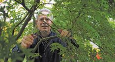 an older man is trimming the branches of a tree