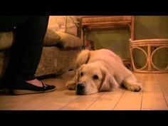 a dog laying on the floor next to a person