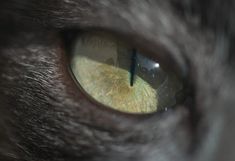 the cat's eye is looking straight ahead