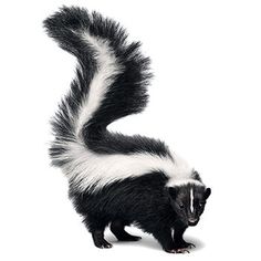 a black and white striped skunka standing on its hind legs in the snow