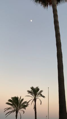 two palm trees with the moon in the sky above them and an empty beach below