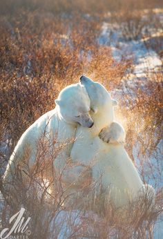 two polar bears are cuddling in the snow with eachother's paws