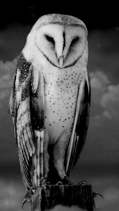 an owl sitting on top of a wooden post in front of a dark sky with clouds