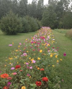 a long row of colorful flowers in the middle of a grassy field next to trees