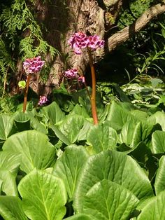 some pink flowers are in the middle of green leaves near a tree and a bench