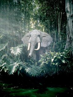 an elephant standing in the middle of a forest filled with trees and plants, surrounded by greenery