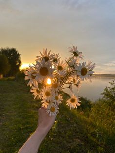 a hand holding a bouquet of daisies in front of a body of water at sunset