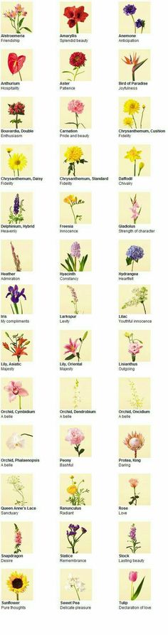 the different types of flowers are shown in this chart, with each flower's name and