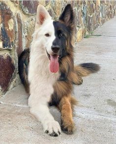 a dog laying on the ground next to a stone wall with its tongue hanging out