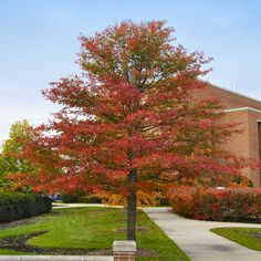 a tree in front of a building with red leaves and green grass on the ground