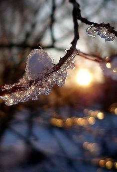 the sun is shining behind some ice - covered branches with small drops of water on them