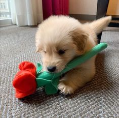 a puppy playing with a toy on the floor