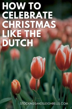 red tulips with the words how to celebrate christmas like the dutch