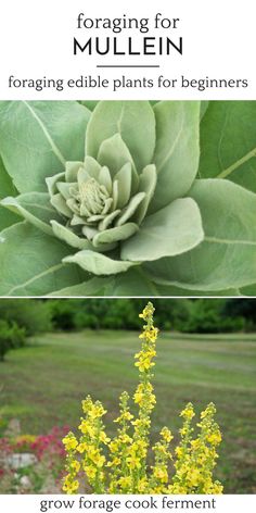 three different types of flowers and plants with the words foraging for mullein on them