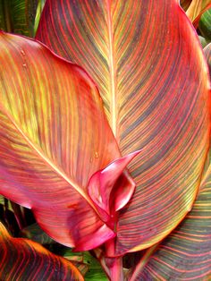 a close up view of the leaves of a plant with red and yellow streaks on it