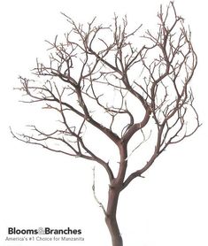 a bare tree with no leaves is shown in front of a white background for display