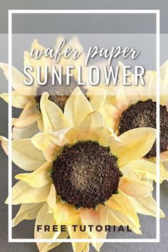 sunflowers with the words wafer paper sunflower over them